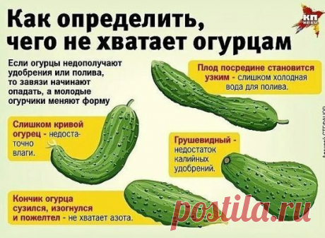 Галактика цветов .