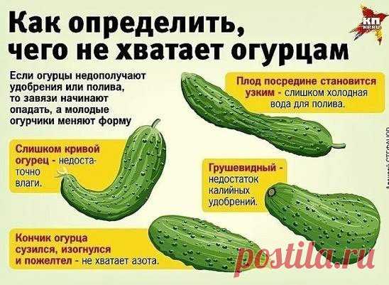 Галактика цветов .