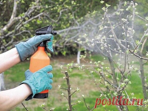 Как использовать железный купорос в садоводстве