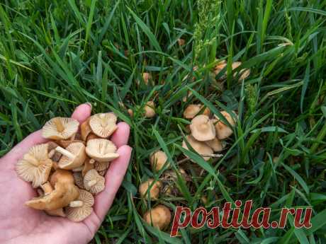Луговой опёнок "говорушка" | Путеводитель по Кубани и Адыгее | Яндекс Дзен