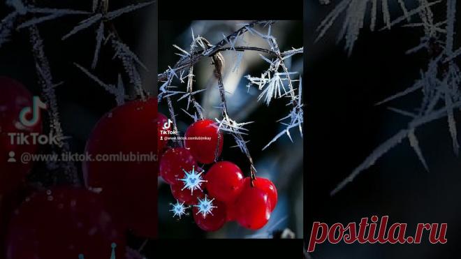 Первые заморозки - очень красиво ... Листья в серебрянной, лунной пыли ... ❄❄❄ #первыезаморозки