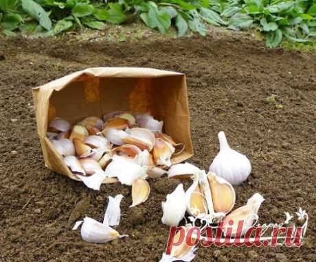 Готовим грядку под чеснок! Чеснок очень требователен к плодородию почвы.…