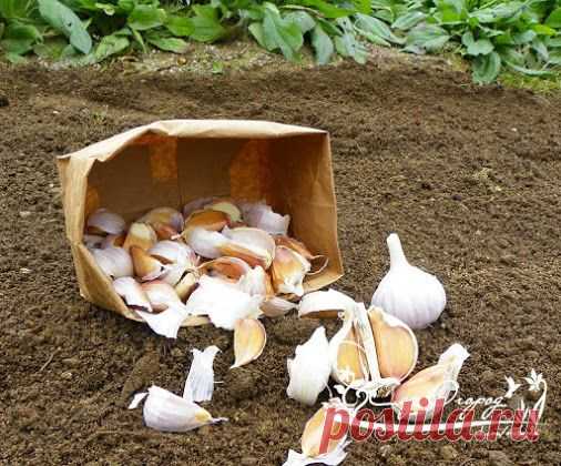 Готовим грядку под чеснок! Чеснок очень требователен к плодородию почвы.…