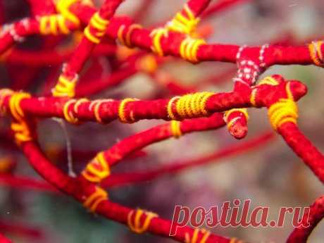 Прекрасные и удивительные коралловые рифы / Туристический спутник