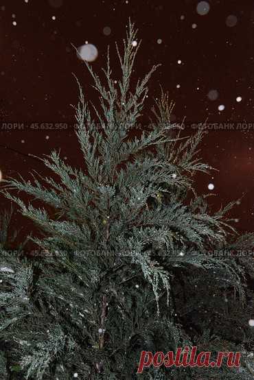 Close-up of evergreen plant, dark winter night, snow bokeh. Стоковое фото, фотограф Ilaronsia / Фотобанк Лори