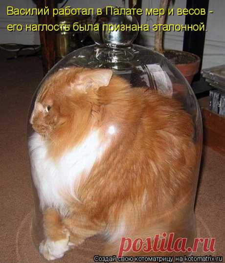 кошки - Самое интересное в блогах