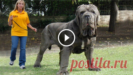 Top 10 Biggest Dogs In The World