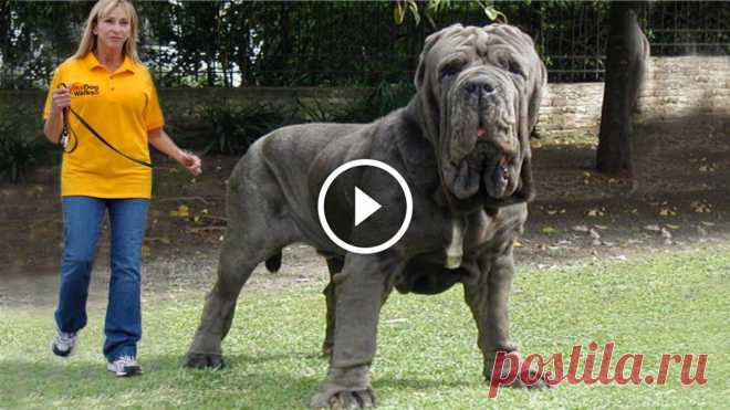 Top 10 Biggest Dogs In The World