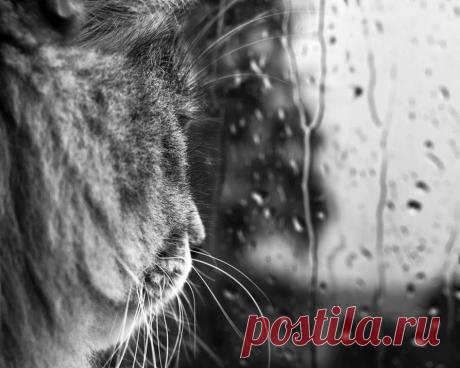 Кот и дождь