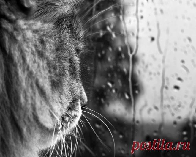 Кот и дождь