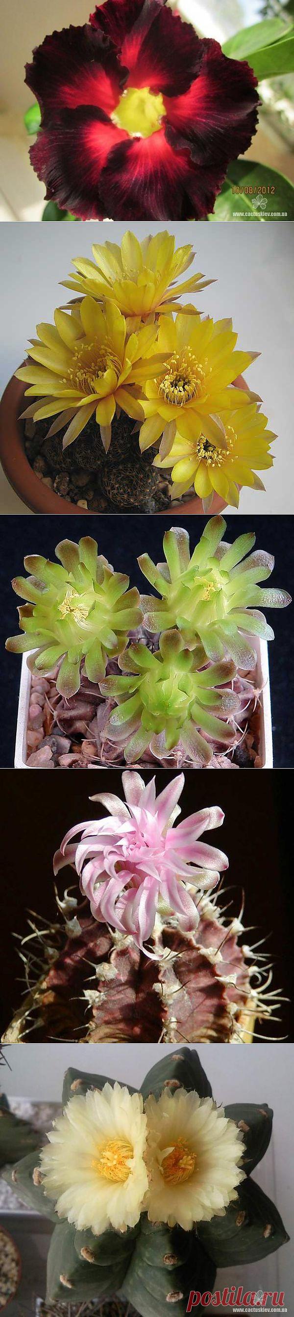 Цветы, комнатные растения (кактусы и суккуленты)