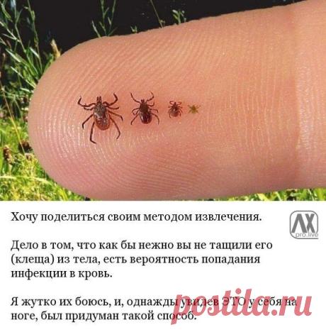 Безопасный и быстрый метод извлечения клещей / Взлом логики