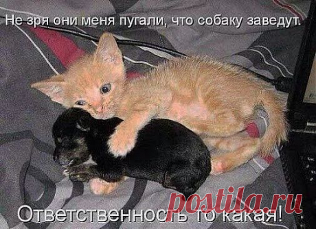 Кот (Котофул комьюнити): - cherepaschuk@mail.ru - Почта Mail.Ru