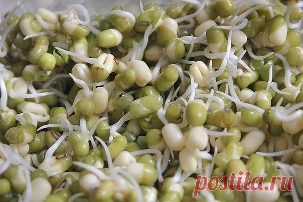 Какие пророщенные зерна наиболее полезны?

1. ПШЕНИЦА и РОЖЬ
Проростки пшеницы и ржи содержат белки, углеводы, фосфор, калий, магний, марганец, кальций, цинк, железо, селен, медь, ванадий и др., витамины группы B, Е, F и биотин. Способствуют нормальной работе мозга и сердца, восстанавливают функции желудочно-кишечного тракта, улучшают состояние кожи и волос.

2. ЧЕЧЕВИЦА
В ней находятся высококачественные белки, кальций, фосфор, магния, цинк, железо, селен, медь, витамины ...