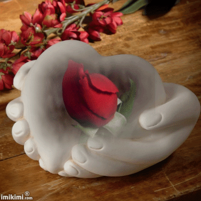 WELCOME — justasimplelife07: Elegant Lady Rose, Hybrid Tea...