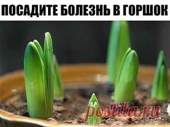 Посадите болезнь в горшок


Исцелить человека можно очень простым способом, который доступен практически каждому. Основывается он на проверенной веками практике, что болезнь может быть перенесена с пациента на любой другой организм, в частности — на растение. 

Само действо вам может показаться даже идиотическим, что свойственно рационалам, но давайте прежде немного уточним откуда это взялось. Не поверите, но это действительно очень серьёзный материал. Известно что шаманиз...