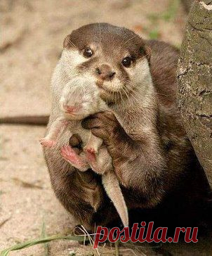 (71) Одноклассники