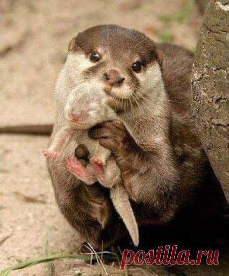 (71) Одноклассники