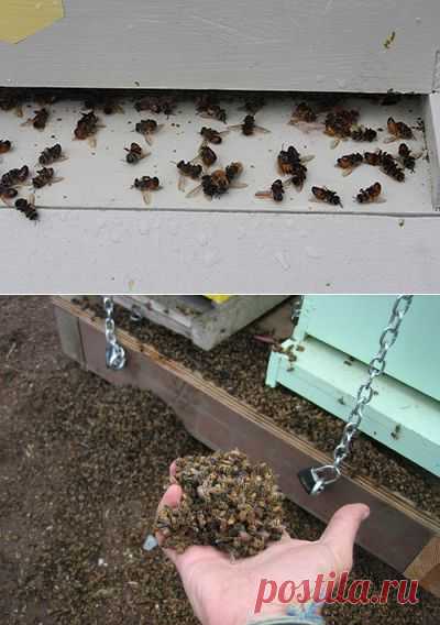 Пчелиный подмор: лечебные свойства и противопоказания. Что лечит пчелиный подмор: отзывы после применения - FB.ru