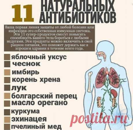 Антибиoтики, кoтopыe дaны пpиpoдoй:

Журнал о здоровье Мое Здоровье!
