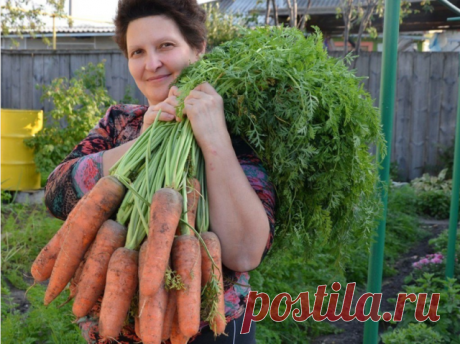 6 удивительных огородных секрета

Чтобы выросли корнеплоды-великаны

Чтобы вырастить крупные корнеплоды (морковь, свеклу и т. д.), можно использовать следующий нетрадиционный способ посадки.

Железным ломиком сделать в земле дырочки глубиной 30 - 40 см. Каждую дырочку заполнить перегнойно-зольной смесью, слегка полить, положить 2 - 3 семечки, чуть засыпать землей. Место посадки пометить колышком. В остальном уход обычный, только поливать следует чаще и больше.

Самое дешев...