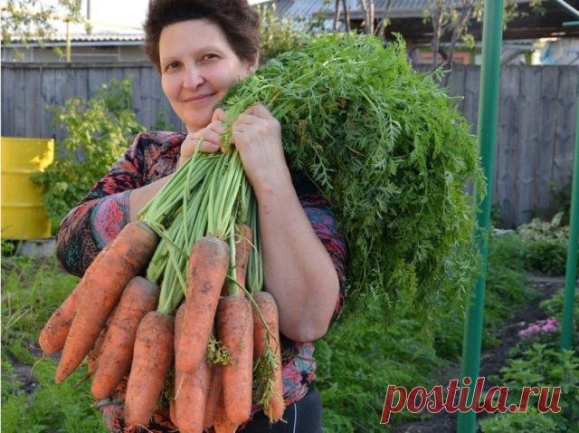 6 удивительных огородных секрета

Чтобы выросли корнеплоды-великаны

Чтобы вырастить крупные корнеплоды (морковь, свеклу и т. д.), можно использовать следующий нетрадиционный способ посадки.

Железным ломиком сделать в земле дырочки глубиной 30 - 40 см. Каждую дырочку заполнить перегнойно-зольной смесью, слегка полить, положить 2 - 3 семечки, чуть засыпать землей. Место посадки пометить колышком. В остальном уход обычный, только поливать следует чаще и больше.

Самое дешев...