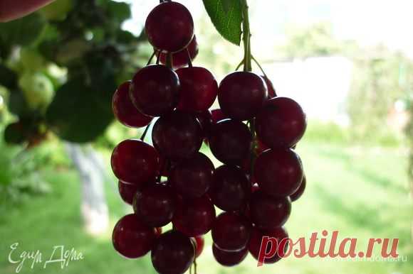 Варенье из красной черемухи рецепт 👌 с фото пошаговый | Едим Дома кулинарные рецепты от Юлии Высоцкой