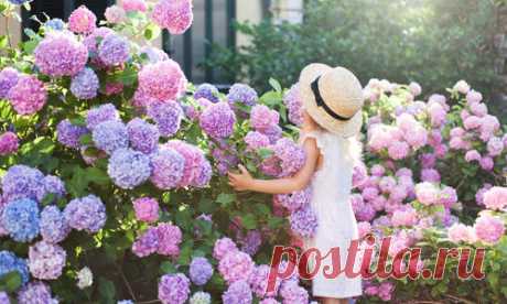 5 многолетников в цветниках: гортензия, астра, дельфиниум, посконник, ваточник