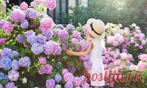 5 многолетников в цветниках: гортензия, астра, дельфиниум, посконник, ваточник
