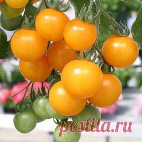 Одноклассники