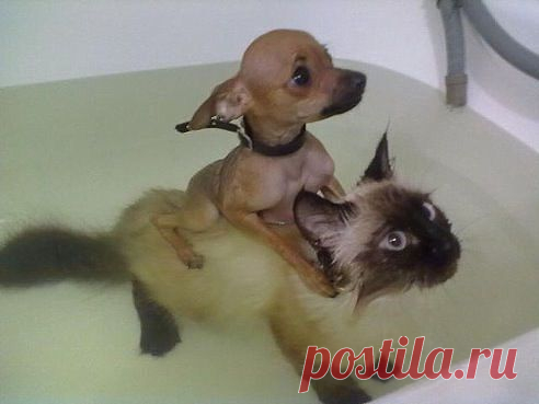 Татьяна Вавилова(Ширяева)
Россия, Орлов