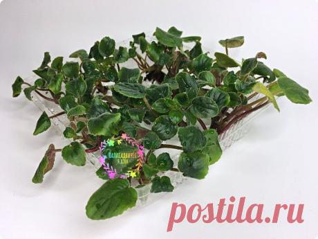 Фиалка-трейлер это куча пасынков на длиннющих побегах... И бесконечное цветение! | Палисадничек | Яндекс Дзен