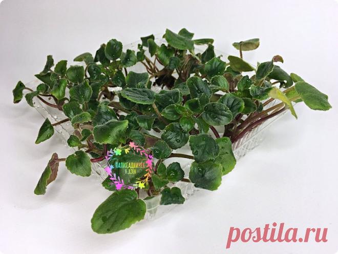 Фиалка-трейлер это куча пасынков на длиннющих побегах... И бесконечное цветение! | Палисадничек | Яндекс Дзен