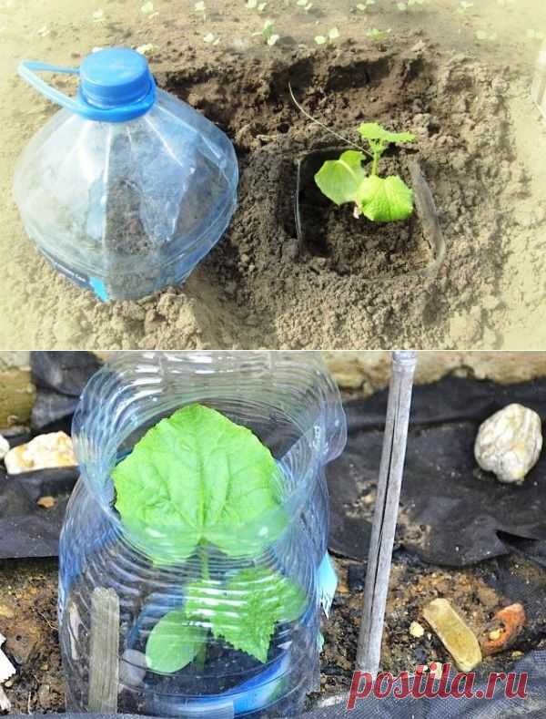 Огурцы в бутылках — удобно и выгодно