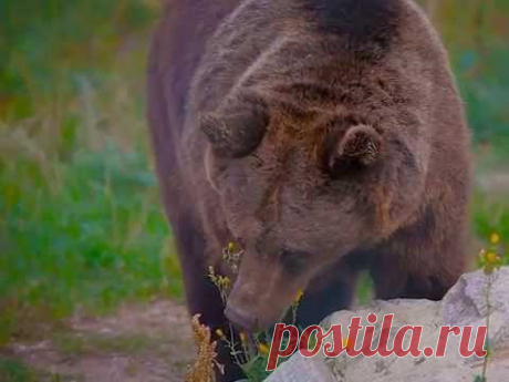 Этих медведей должны были отдать на растерзание псам. Но в последнюю минуту случилось чудо...