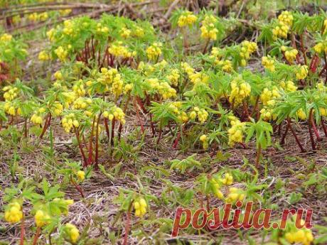 (9) Одноклассники