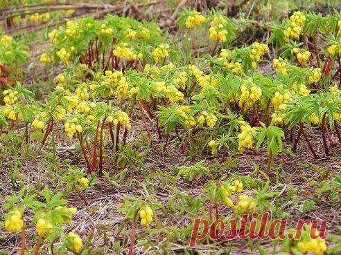 (9) Одноклассники