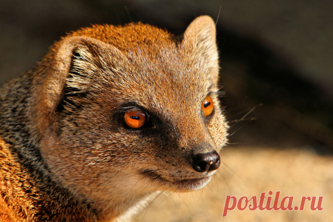 мордочка мангуста