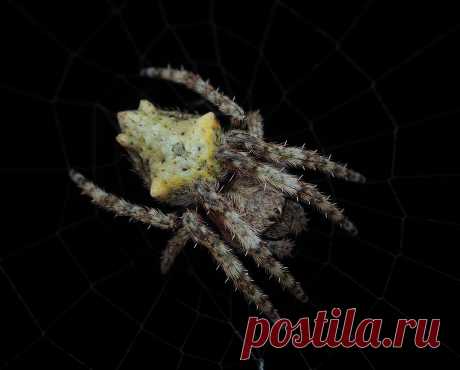 Orb Web! OLYMPUS DIGITAL CAMERA