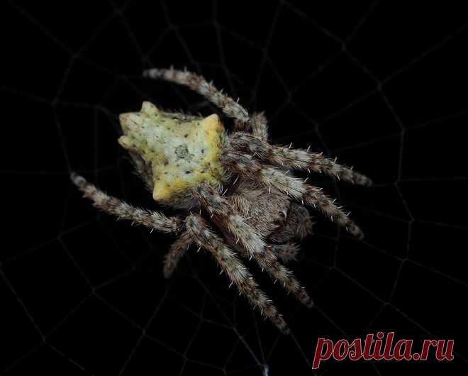 Orb Web! OLYMPUS DIGITAL CAMERA