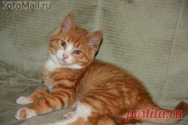 Плюш. | KotoMail.ru