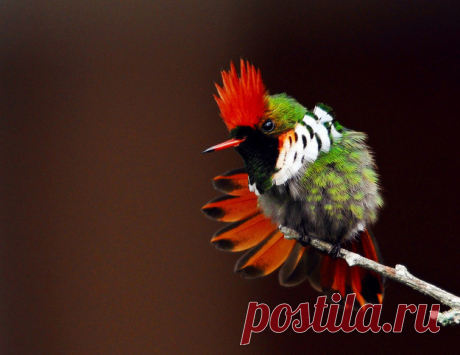 Petit Cabinet de Curiosites : Photo