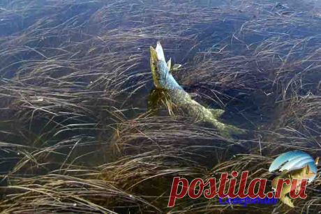Как ловить рыбу в траве Все мы знаем, что многим видам рыб нравится густая растительность (кувшинки и подводные заросли из водорослей). Они кормятся и укрываются в траве под водой или рядом с ней, так что ловить рыбу там …