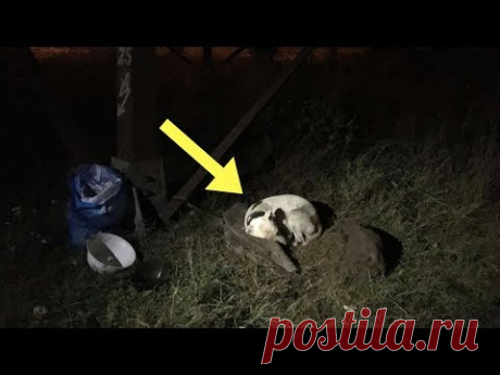 В Киеве собаку выселили из дома на пустырь, привязав к столбу… Спасение животных