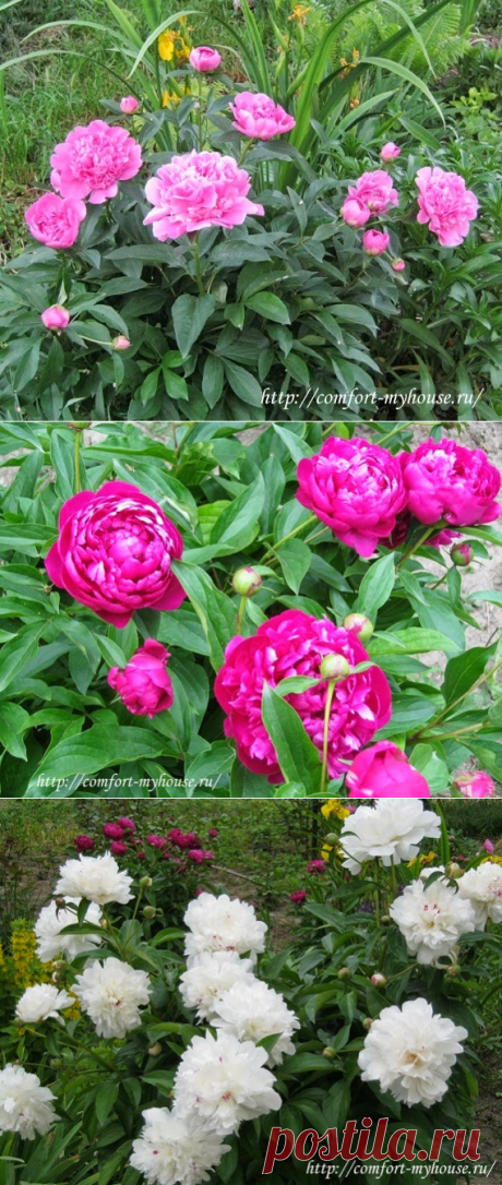 Пионы. Выращивание | Уют и тепло моего дома