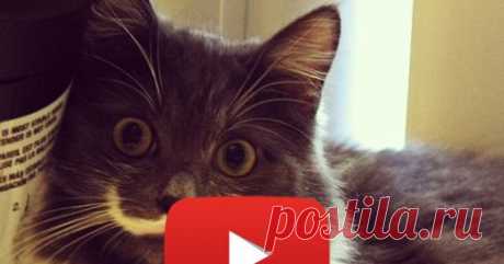 Татьяна Молчанова