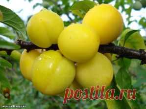 Алыча - 6 рецептов (варенье, компот и т.д.) - Кулинарные рецепты / Домашний ресторан