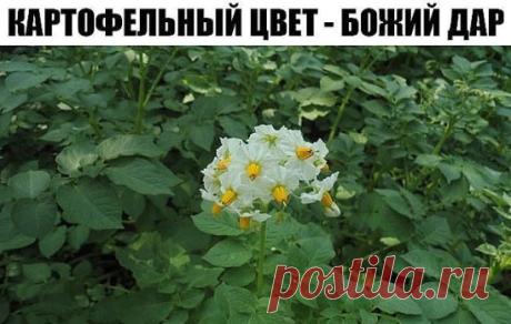 КАРТОФЕЛЬНЫЙ ЦВЕТ - БОЖИЙ ДАР
(ЛЕЧЕНИЕ ПОЛИАРТРИТА. ЯЗВЫ ЖЕЛУДКА, ОСТЕОХОНДРОЗА)
Как только картофель зацветет, необходимо набрать цветков со стебельками и в тени насушить. Горсть сухого цвета вы кладете в бутылку 0,75 л и заливаете 600 граммами тройного одеколона зеленого цвета. Поставьте на две недели в темное место, и ваше лекарство готово. Втирайте на ночь в колени, а утром смывайте его. И так всю бутылку. Если полиартрит очень запущен, сделайте перерыв, приготовьте настойку заново и повторя