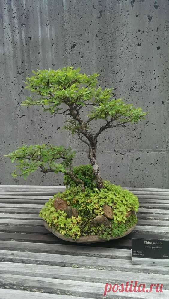 Bonsai   |   Pinterest • Всемирный каталог идей