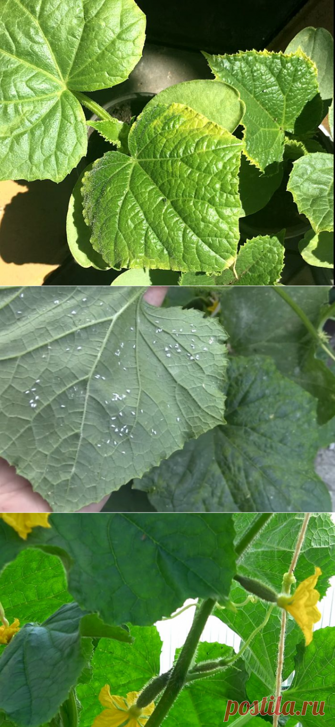 Листья огурцов желтеют по краям: причины и что делать